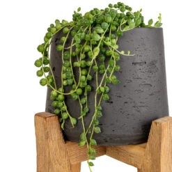 Senecio Rowleyanus - String Of Pearls -Plant Promotion Store Senecio rowleyanus String of Pearls 12x20cm Patt Plant Pot Tall Stand Black Washed SWATCH