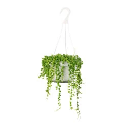 Senecio Rowleyanus - String Of Pearls -Plant Promotion Store Senecio rowleyanus String of Pearls 14x30cm