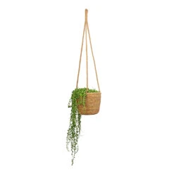 Igmar Hanging Plant Basket - Natural -Plant Promotion Store Senecio rowleyanus String of Pearls 14x30cm Igmar Hanging Plant Basket Natural 17x14cm 2
