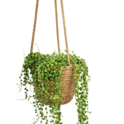 Senecio Rowleyanus - String Of Pearls -Plant Promotion Store Senecio rowleyanus String of Pearls 14x30cm Igmar Hanging Plant Basket Natural 17x14cm 824f4e30 6d42 41ad 9517 ad4906a0a8e6