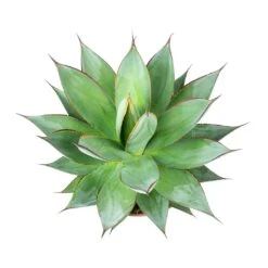 Agave Shaka Zulu 17 Agave Shaka Zulu -Plant Promotion Store Shaka Zulu Agave Leaves