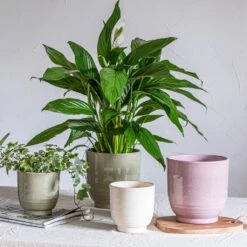 Sofia Plant Pot - Grey 14 Sofia Plant Pot - Grey -Plant Promotion Store Sofia Mix 2