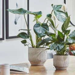 Solento Plant Pot - White Speckle -Plant Promotion Store Solento Plant Pot White Speckle 16 x 14cm