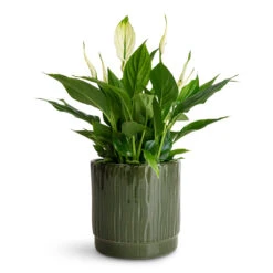 Spathiphyllum Bellini - Peace Lily -Plant Promotion Store Spathiphyllum Bellini 13x40cm Stella Pot Sage 16x14cm 2