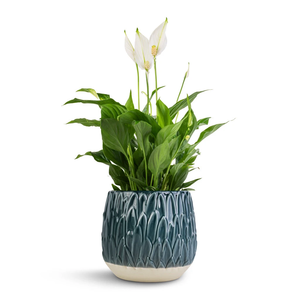 Arles Leaf Plant Pot - Teal 6 Arles Leaf Plant Pot - Teal - Image 4