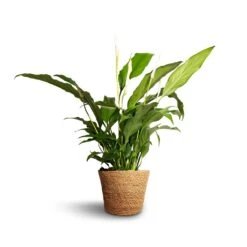 Spathiphyllum Bellini - Peace Lily -Plant Promotion Store Spathiphyllum Bellini Peace Lily 13x40cm Igmar Plant Basket Natural 15x12cm e38284c0 312d 4468 9b9c f46982abe0d9