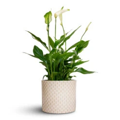 Lazzaro Plant Pot - Taupe Garland 13 Lazzaro Plant Pot - Taupe Garland -Plant Promotion Store Spathiphyllum Bellini Peace Lily 13x40cm Lazzaro Plant Pot Taupe Garland 15x13cm