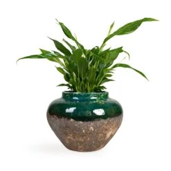 Spathiphyllum Bellini - Peace Lily -Plant Promotion Store Spathiphyllum Bellini Peace Lily 13x40cm Lindy Jar Plant Pot Black Green 28x20cm