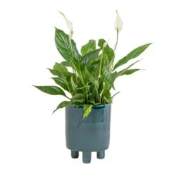Pisa Plant Pot - Emerald -Plant Promotion Store Spathiphyllum Bellini Peace Lily 13x40cm Pisa Plant Pot Emerald 20x24cm