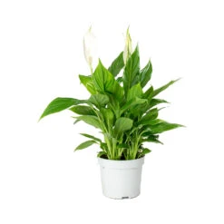 Spathiphyllum Bellini - Peace Lily -Plant Promotion Store Spathiphyllum Bellini Peace Lily