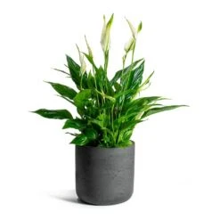 Spathiphyllum Bellini - Peace Lily -Plant Promotion Store Spathiphyllum Bellini Peace Lily Charlie Plant Pot Black Washed