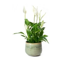 Spathiphyllum Bellini - Peace Lily -Plant Promotion Store Spathiphyllum Bellini Peace Lily Iris Plant Pot