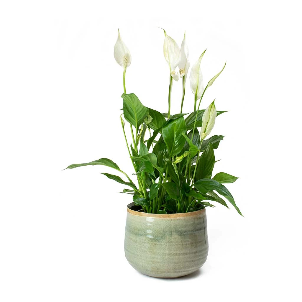 Iris Plant Pot - Mint 17 Iris Plant Pot - Mint - Image 15