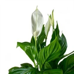 Spathiphyllum Bellini - Peace Lily -Plant Promotion Store Spathiphyllum Bellini Peace Lily Leaves
