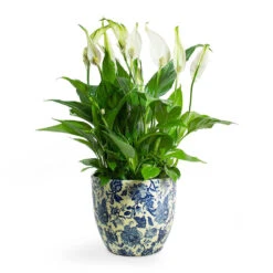 Monza Plant Pot - Vintage Blue -Plant Promotion Store Spathiphyllum Bellini Peace Lily Monza Plant Pot Vintage Blue
