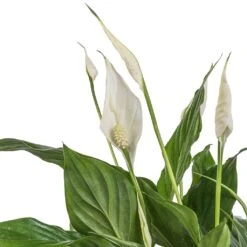 Spathiphyllum Bellini - Peace Lily -Plant Promotion Store Spathiphyllum Bellini Peace Lily SWATCH