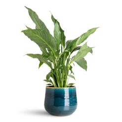 Spathiphyllum Diamond - Variegated Peace Lily