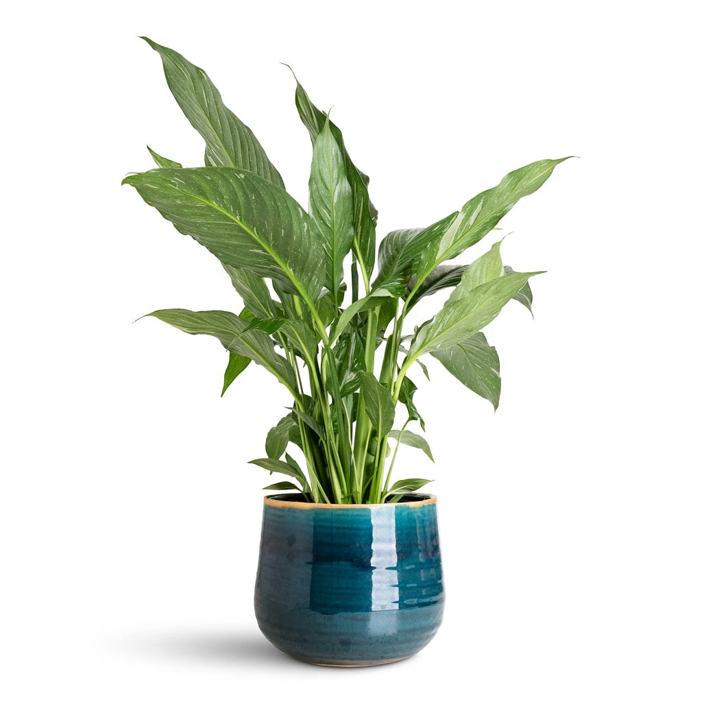 Spathiphyllum Diamond - Variegated Peace Lily 3 Spathiphyllum Diamond - Variegated Peace Lily
