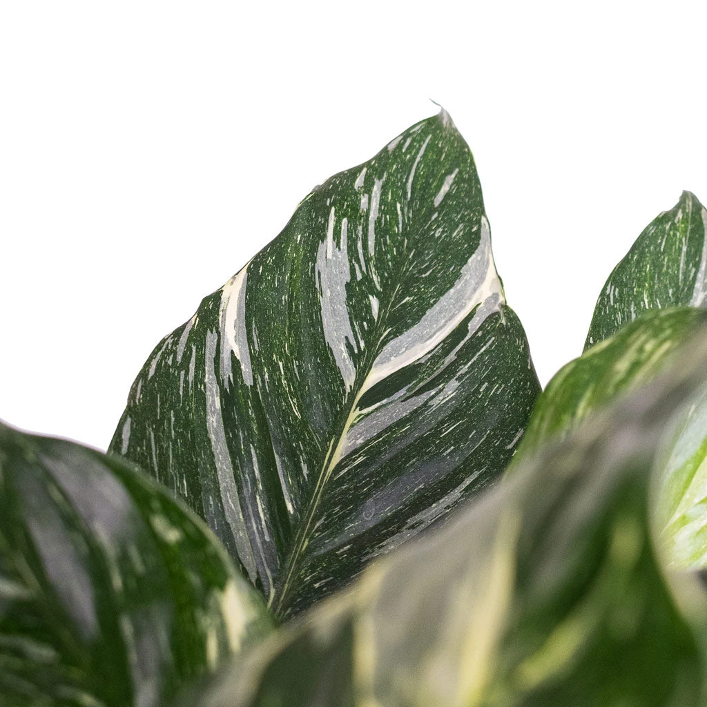 Spathiphyllum Diamond - Variegated Peace Lily 5 Spathiphyllum Diamond - Variegated Peace Lily - Image 3