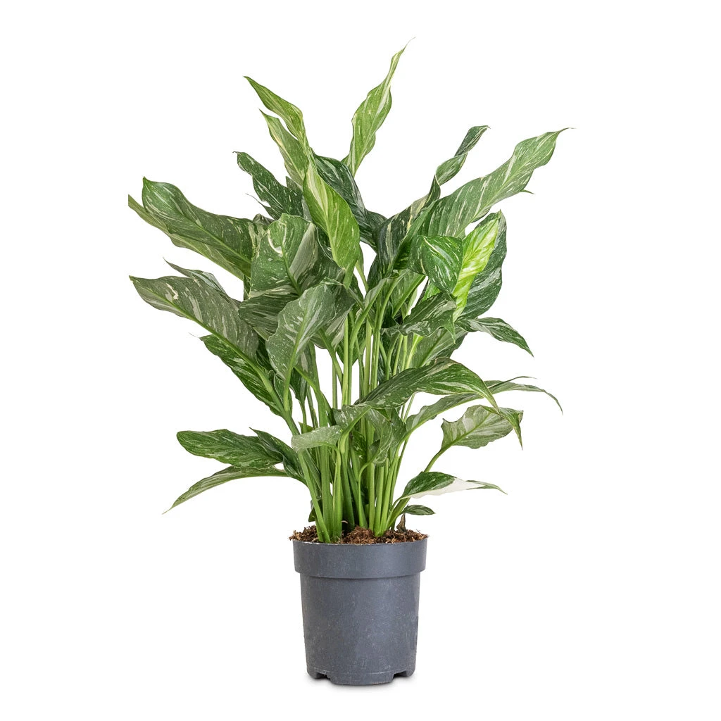 Spathiphyllum Diamond - Variegated Peace Lily 4 Spathiphyllum Diamond - Variegated Peace Lily - Image 2