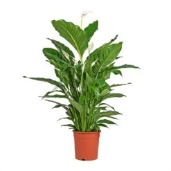 Spathiphyllum Sebastiano - Peace Lily -Plant Promotion Store Spathiphyllum Sebastiano Peace Lily