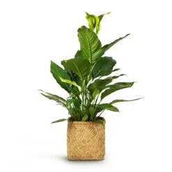 Kobe Bamboo Planter -Plant Promotion Store Spathiphyllum Sebastiano Peace Lily 24x110cm Kobe Bamboo Planter 30x30x31cm 9994420a 7b7b 4587 a7cf b997cd5af6a4