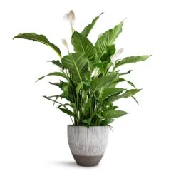 Jesslyn Ridged Plant Pot - White Stripe -Plant Promotion Store Spathiphyllum Sebastiano Peace Lily Jesslyn Plant Pot Ridged White Stripe 33x29cm e3f81adf 6919 4ddb 92da 4cf742350034