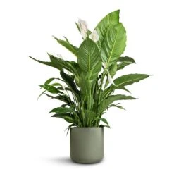 Lisbon Plant Pot - Sage -Plant Promotion Store Spathiphyllum Sebastiano Peace Lily Lisbon Plant Pot Sage 26x26cm 6b4a0239 bafa 4b3e a027 c6e2f7255e27