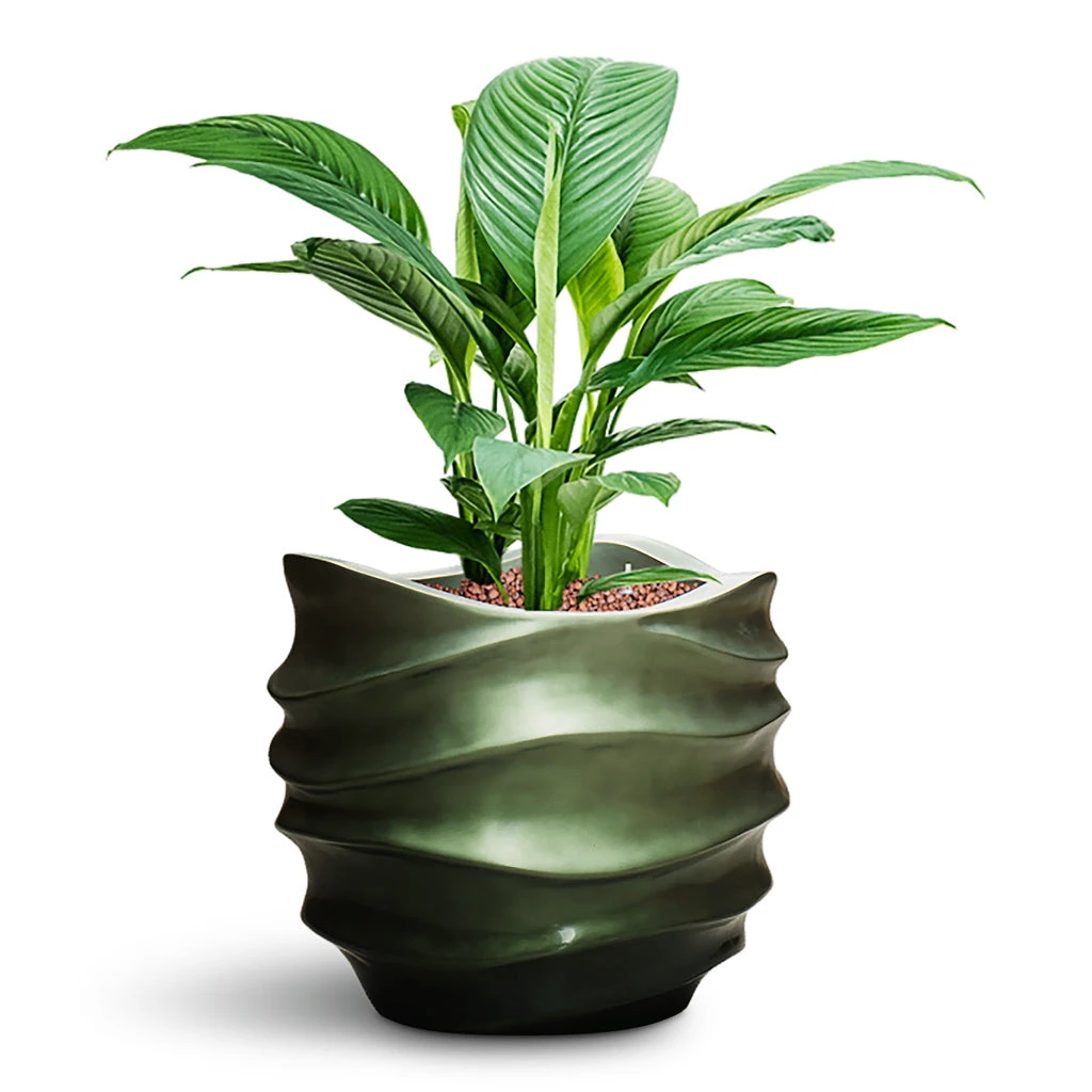 Spathiphyllum Sensation - Peace Lily - HydroCare 10 Spathiphyllum Sensation - Peace Lily - HydroCare - Image 8