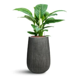 Spathiphyllum Sensation - Peace Lily - HydroCare 22 Spathiphyllum Sensation - Peace Lily - HydroCare -Plant Promotion Store Spathiphyllum Sensation HydroCare in Patt Ridged Vertically