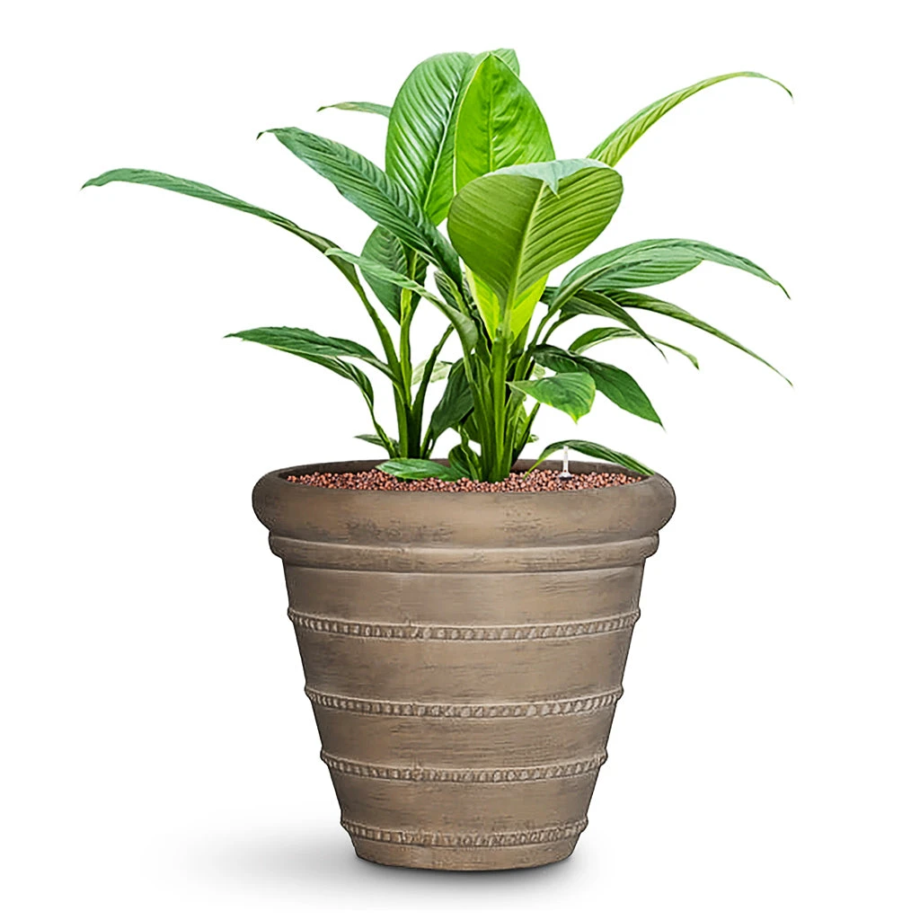 Spathiphyllum Sensation - Peace Lily - HydroCare 12 Spathiphyllum Sensation - Peace Lily - HydroCare - Image 10
