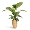 Spathiphyllum Sensation - Peace Lily -Plant Promotion Store Spathiphyllum Sensation Peace Lily 24x110cm Ben Plant Pot Straw Grass 30x41cm