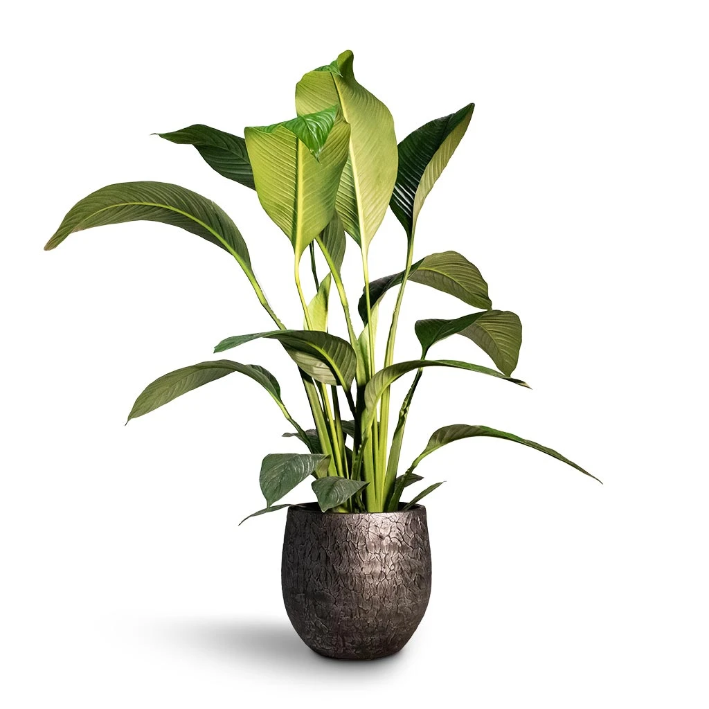 Spathiphyllum Sensation - Peace Lily 11 Spathiphyllum Sensation - Peace Lily - Image 9