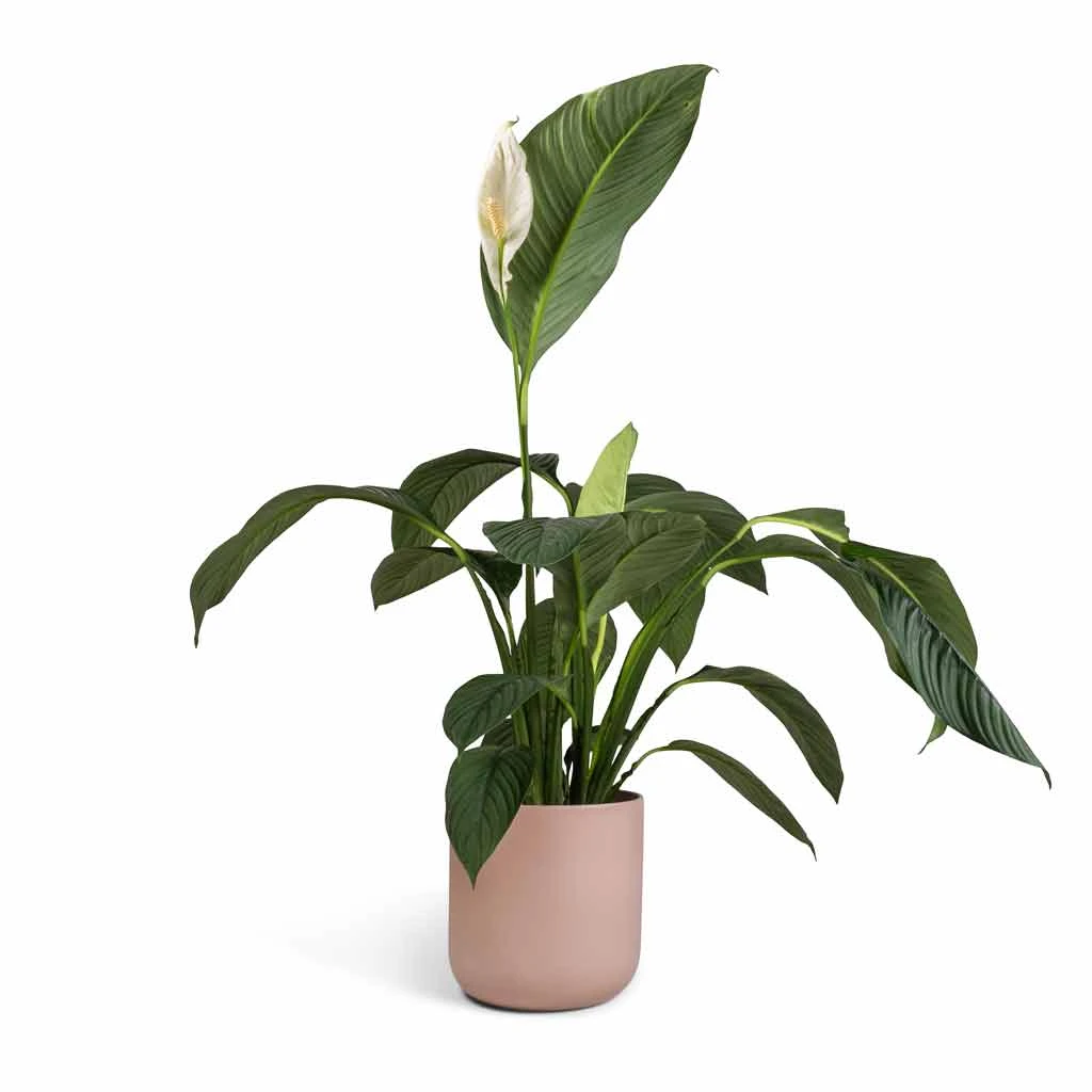 Spathiphyllum Sensation - Peace Lily 9 Spathiphyllum Sensation - Peace Lily - Image 7