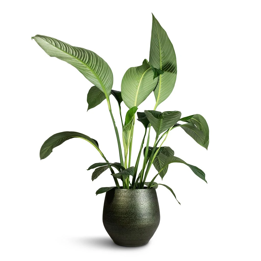 Spathiphyllum Sensation - Peace Lily 8 Spathiphyllum Sensation - Peace Lily - Image 6