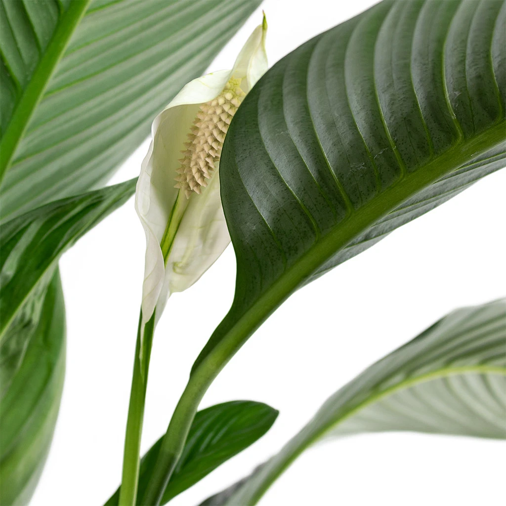 Spathiphyllum Sensation - Peace Lily 4 Spathiphyllum Sensation - Peace Lily - Image 2