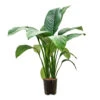 Spathiphyllum Sensation - Peace Lily - HydroCare 1 Spathiphyllum Sensation - Peace Lily - HydroCare -Plant Promotion Store Spathiphyllum Sensation Peace Lily HydroCare 18 19x70cm