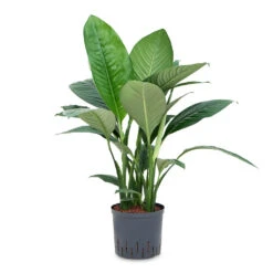 Spathiphyllum Sensation - Peace Lily - HydroCare 17 Spathiphyllum Sensation - Peace Lily - HydroCare -Plant Promotion Store Spathiphyllum Sensation Peace Lily HydroCare 22 19x80cm