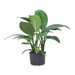 Spathiphyllum Sensation - Peace Lily - HydroCare 19 Spathiphyllum Sensation - Peace Lily - HydroCare -Plant Promotion Store Spathiphyllum Sensation Peace Lily HydroCare 28 19x90cm