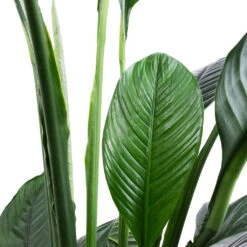 Spathiphyllum Sensation - Peace Lily - HydroCare 16 Spathiphyllum Sensation - Peace Lily - HydroCare -Plant Promotion Store Spathiphyllum Sensation Peace Lily SWATCH 2 60d360bf 5eb4 4a62 acce bf1fa52a3484