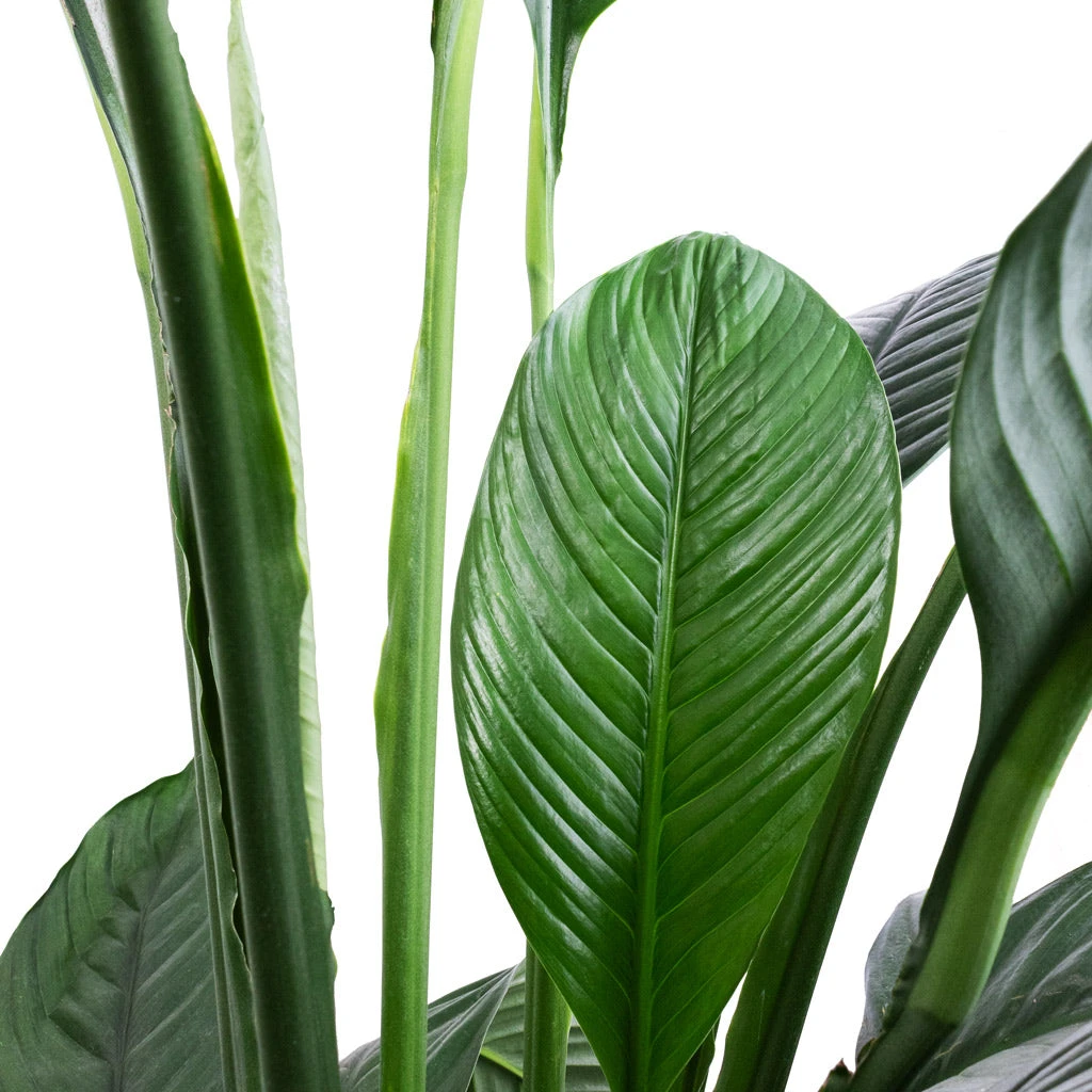 Spathiphyllum Sensation - Peace Lily - HydroCare 5 Spathiphyllum Sensation - Peace Lily - HydroCare - Image 3