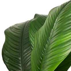 Spathiphyllum Sensation - Peace Lily - HydroCare 18 Spathiphyllum Sensation - Peace Lily - HydroCare -Plant Promotion Store Spathiphyllum Sensation Peace Lily SWATCH ef374356 8e41 4d2a 976a 4be4ba6cd963