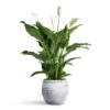 Spathiphyllum Sweet Lauretta - Peace Lily 1 Spathiphyllum Sweet Lauretta - Peace Lily -Plant Promotion Store Spathiphyllum Sweet Lauretta 24x90cm Evi Pot Antique Silver 32x29cm