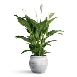 Spathiphyllum Sweet Lauretta - Peace Lily