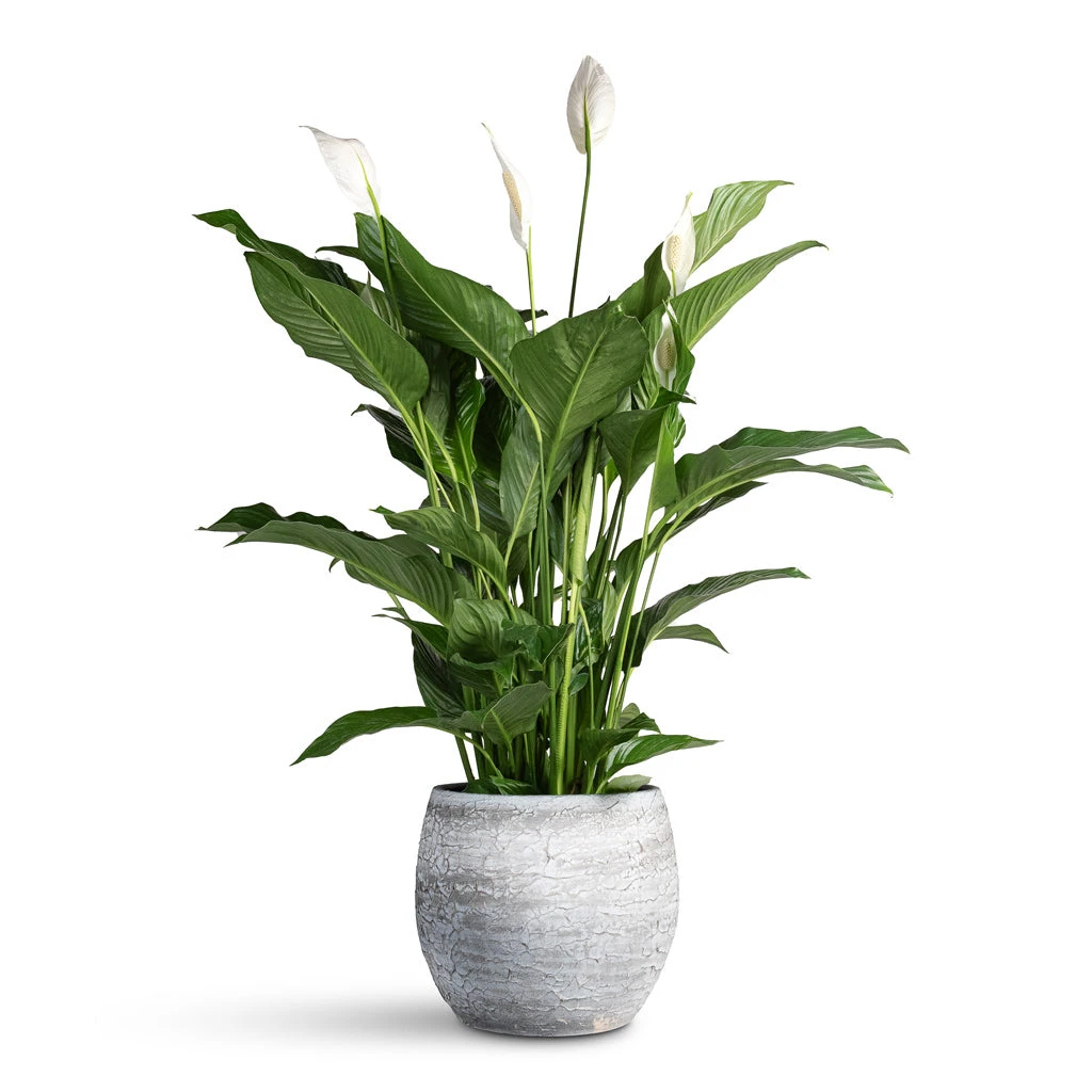 Spathiphyllum Sweet Lauretta - Peace Lily 3 Spathiphyllum Sweet Lauretta - Peace Lily