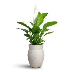 Spathiphyllum Sweet Lauretta - Peace Lily 17 Spathiphyllum Sweet Lauretta - Peace Lily -Plant Promotion Store Spathiphyllum Sweet Lauretta Peace Lily 24x90cm Apollo Mediterranean Planter Chalk White 38.5x47cm 1