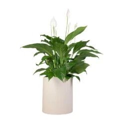 Spathiphyllum Sweet Lauretta - Peace Lily 22 Spathiphyllum Sweet Lauretta - Peace Lily -Plant Promotion Store Spathiphyllum Sweet Lauretta Peace Lily 24x90cm Max Refined Planter Natural White 29x29.5cm