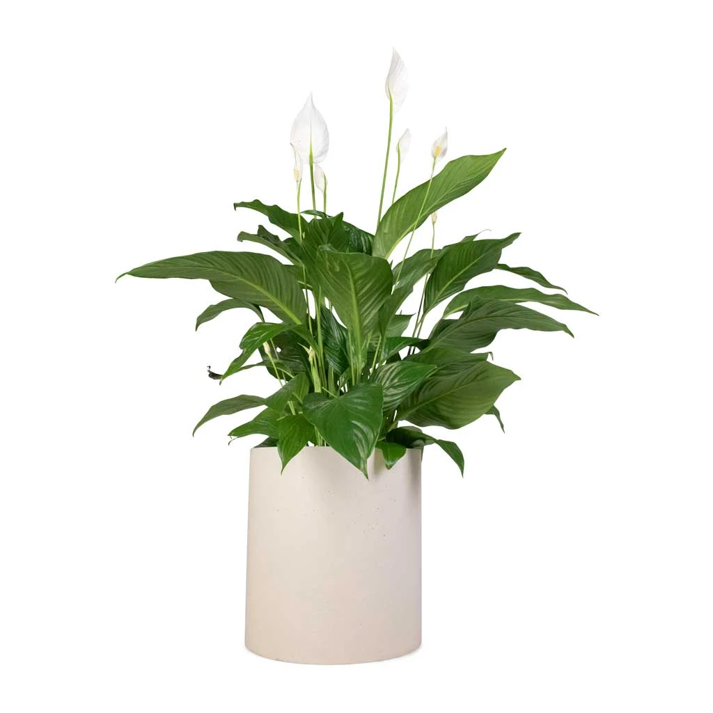 Spathiphyllum Sweet Lauretta - Peace Lily 12 Spathiphyllum Sweet Lauretta - Peace Lily - Image 10