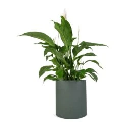 Spathiphyllum Sweet Lauretta - Peace Lily 21 Spathiphyllum Sweet Lauretta - Peace Lily -Plant Promotion Store Spathiphyllum Sweet Lauretta Peace Lily 24x90cm Max Refined Planter Pine Green 29x29.5cm