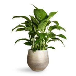 Spathiphyllum Sweet Lauretta - Peace Lily 19 Spathiphyllum Sweet Lauretta - Peace Lily -Plant Promotion Store Spathiphyllum Sweet Lauretta Peace Lily 24x90cm Noor Plant Pot Metallic Grey 32x30cm 2 ac62b365 90b2 4935 b3b5 92eea396cbd8